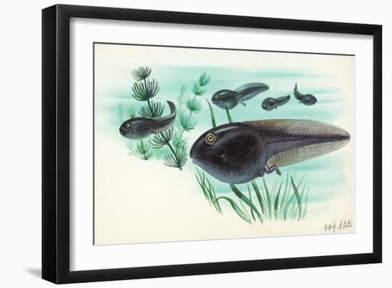 Toad Tadpoles-null-Framed Giclee Print