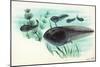 Toad Tadpoles-null-Mounted Giclee Print