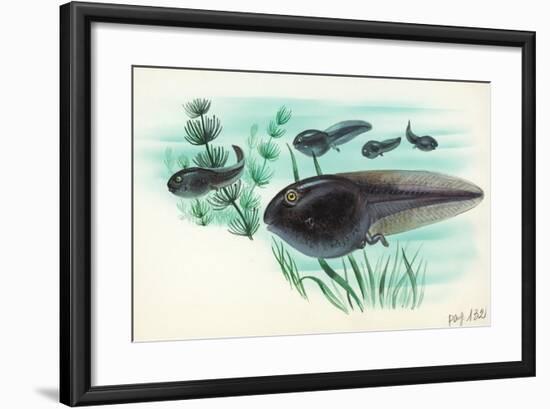 Toad Tadpoles-null-Framed Giclee Print