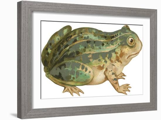 Toad-null-Framed Art Print