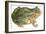 Toad-null-Framed Art Print