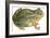 Toad-null-Framed Art Print