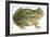 Toad-null-Framed Art Print