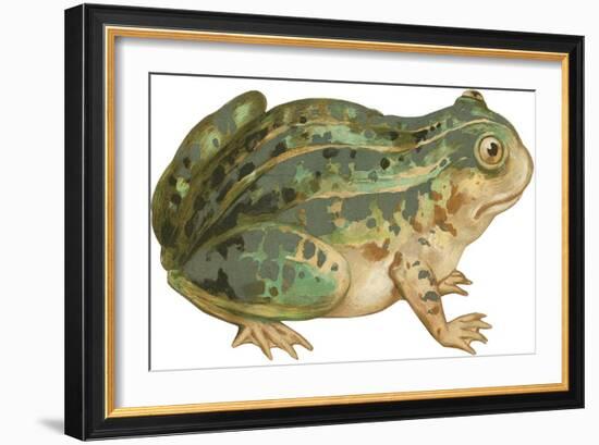 Toad-null-Framed Art Print