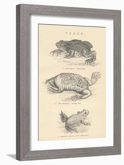 Toads, 1885-null-Framed Giclee Print