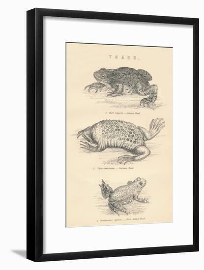 Toads, 1885-null-Framed Giclee Print