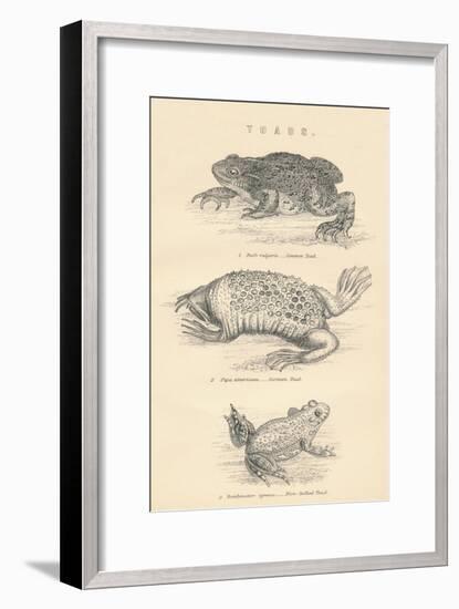 Toads, 1885-null-Framed Giclee Print