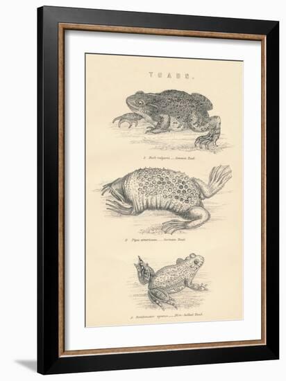 Toads, 1885-null-Framed Giclee Print