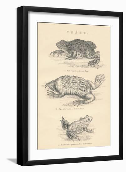 Toads, 1885-null-Framed Giclee Print