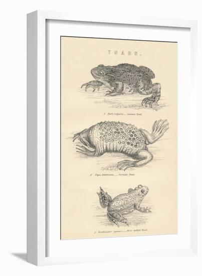 Toads, 1885-null-Framed Giclee Print