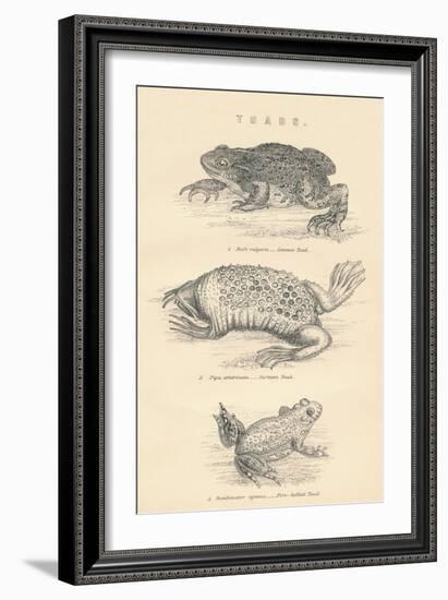 Toads, 1885-null-Framed Giclee Print