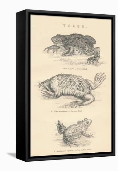 Toads, 1885-null-Framed Premier Image Canvas