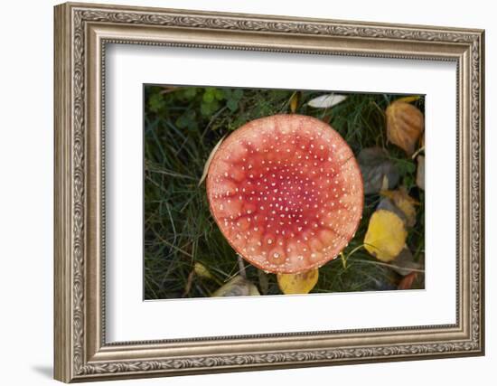 Toadstool, South Canterbury, South Island, New Zealand-David Wall-Framed Photographic Print