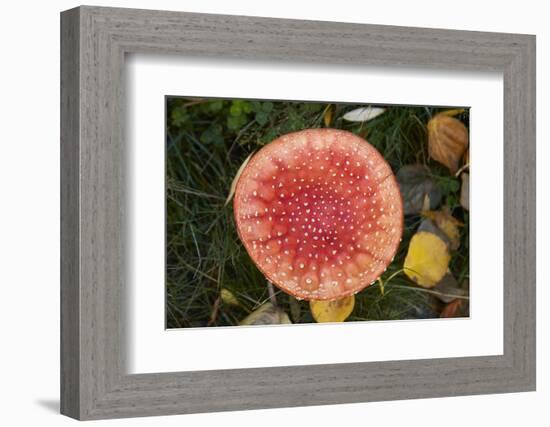 Toadstool, South Canterbury, South Island, New Zealand-David Wall-Framed Photographic Print