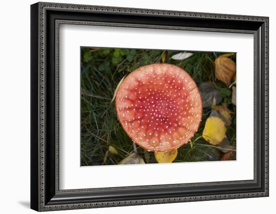 Toadstool, South Canterbury, South Island, New Zealand-David Wall-Framed Photographic Print