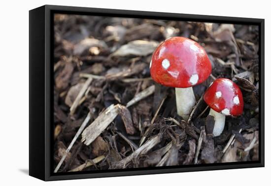 Toadstools, Artificially, Forest Floor-Nikky Maier-Framed Premier Image Canvas