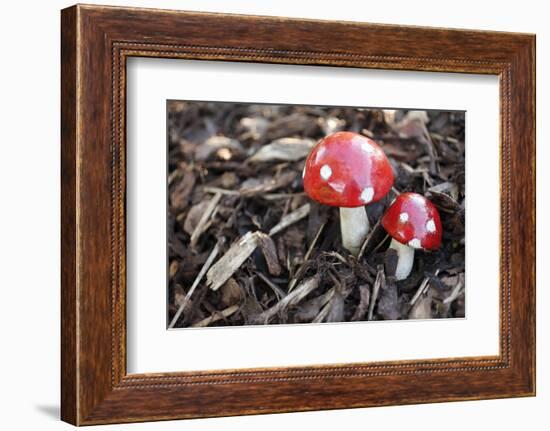 Toadstools, Artificially, Forest Floor-Nikky Maier-Framed Photographic Print