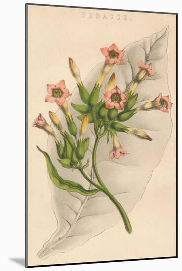 'Tobacco', c19th century-Unknown-Mounted Giclee Print