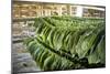 Tobacco Farming-null-Mounted Photographic Print