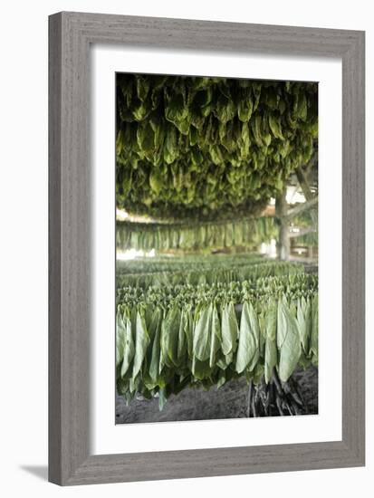 Tobacco Farming-null-Framed Photographic Print