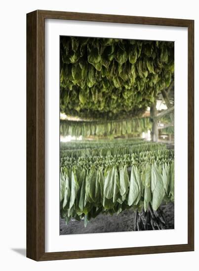 Tobacco Farming-null-Framed Photographic Print