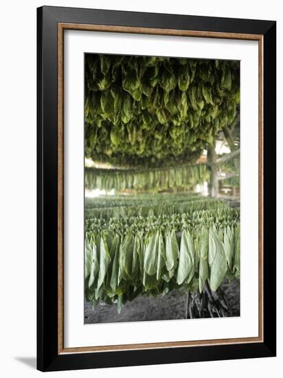 Tobacco Farming-null-Framed Photographic Print