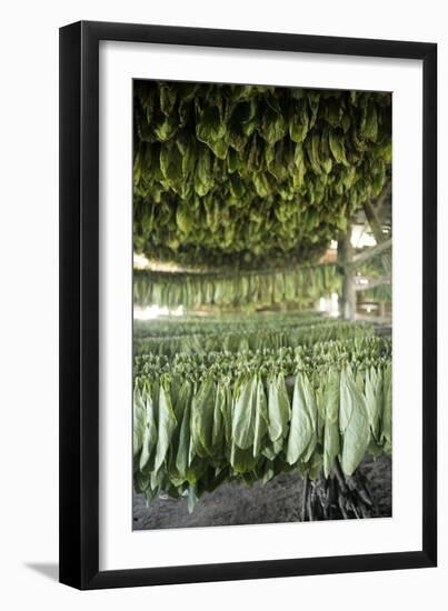 Tobacco Farming-null-Framed Photographic Print