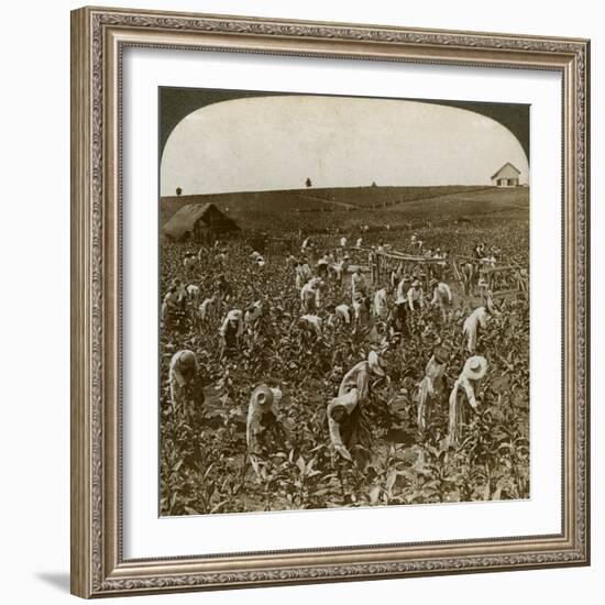 Tobacco Field, Montpeller, Jamaica, 1900-Underwood & Underwood-Framed Giclee Print
