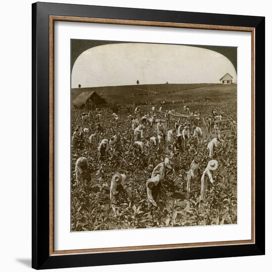 Tobacco Field, Montpeller, Jamaica, 1900-Underwood & Underwood-Framed Giclee Print