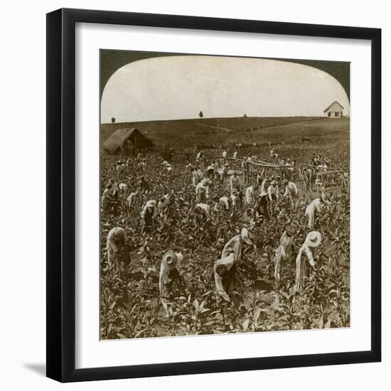 Tobacco Field, Montpeller, Jamaica, 1900-Underwood & Underwood-Framed Giclee Print