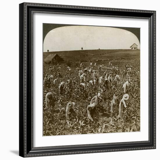 Tobacco Field, Montpeller, Jamaica, 1900-Underwood & Underwood-Framed Giclee Print