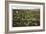 Tobacco Field, Raleigh, North Carolina-null-Framed Art Print