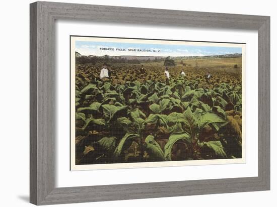 Tobacco Field, Raleigh, North Carolina-null-Framed Art Print