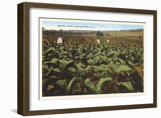 Tobacco Field, Raleigh, North Carolina-null-Framed Art Print