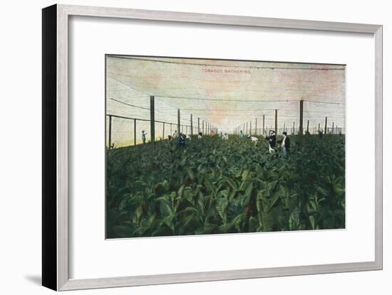 Tobacco Gathering, 1900-Unknown-Framed Giclee Print