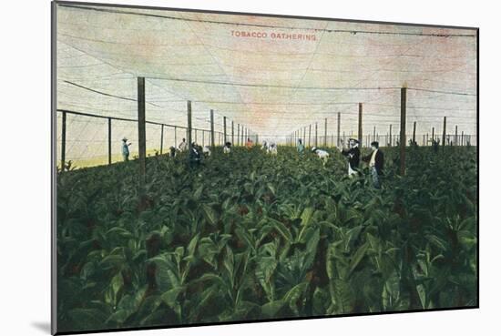 Tobacco Gathering, 1900-Unknown-Mounted Giclee Print