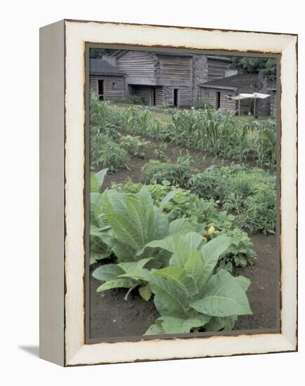 Tobacco Growing in Garden at Fort Boonesborough State Park, Richmond, Kentucky, USA-Adam Jones-Framed Premier Image Canvas