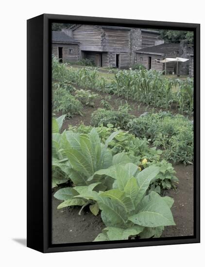 Tobacco Growing in Garden at Fort Boonesborough State Park, Richmond, Kentucky, USA-Adam Jones-Framed Premier Image Canvas