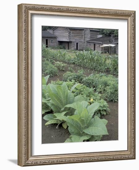 Tobacco Growing in Garden at Fort Boonesborough State Park, Richmond, Kentucky, USA-Adam Jones-Framed Photographic Print