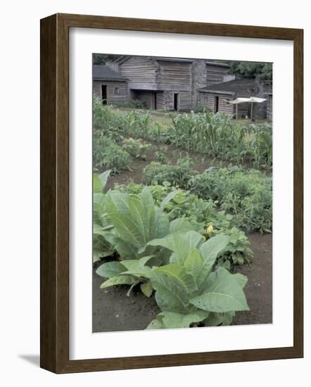 Tobacco Growing in Garden at Fort Boonesborough State Park, Richmond, Kentucky, USA-Adam Jones-Framed Photographic Print