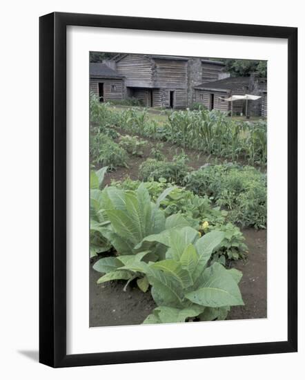 Tobacco Growing in Garden at Fort Boonesborough State Park, Richmond, Kentucky, USA-Adam Jones-Framed Photographic Print