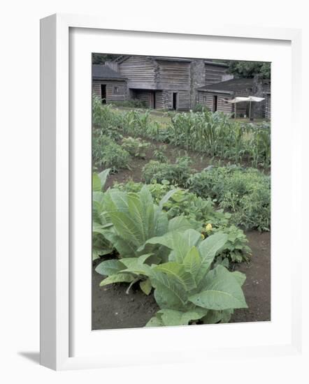 Tobacco Growing in Garden at Fort Boonesborough State Park, Richmond, Kentucky, USA-Adam Jones-Framed Photographic Print