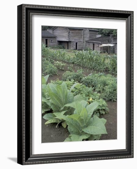 Tobacco Growing in Garden at Fort Boonesborough State Park, Richmond, Kentucky, USA-Adam Jones-Framed Photographic Print