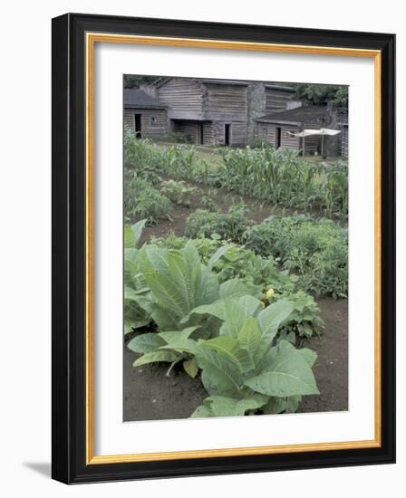 Tobacco Growing in Garden at Fort Boonesborough State Park, Richmond, Kentucky, USA-Adam Jones-Framed Photographic Print