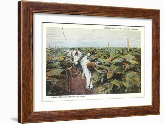 Tobacco Harvest in Shade-null-Framed Art Print