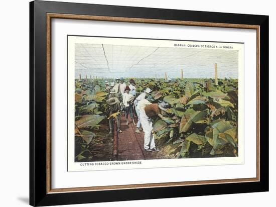 Tobacco Harvest in Shade-null-Framed Art Print