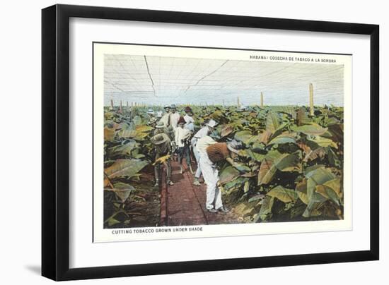 Tobacco Harvest in Shade-null-Framed Art Print