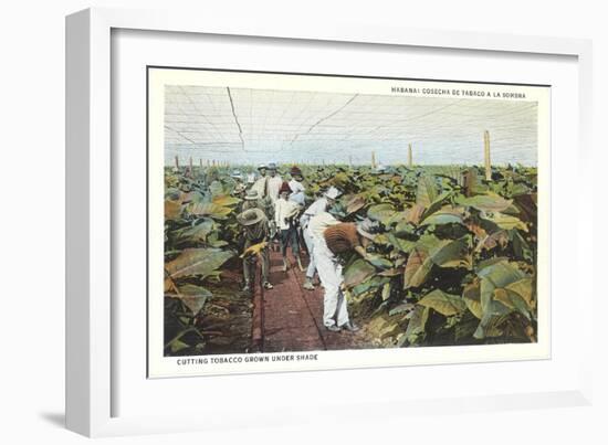 Tobacco Harvest in Shade-null-Framed Art Print