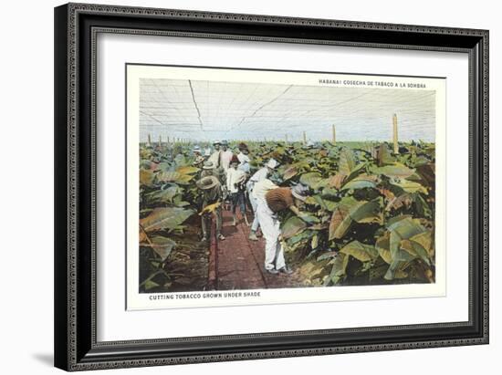 Tobacco Harvest in Shade-null-Framed Art Print