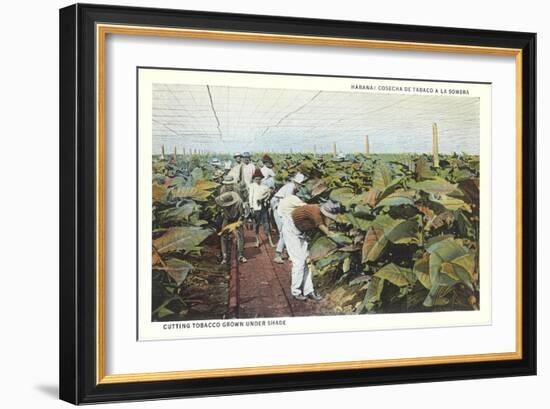 Tobacco Harvest in Shade-null-Framed Art Print